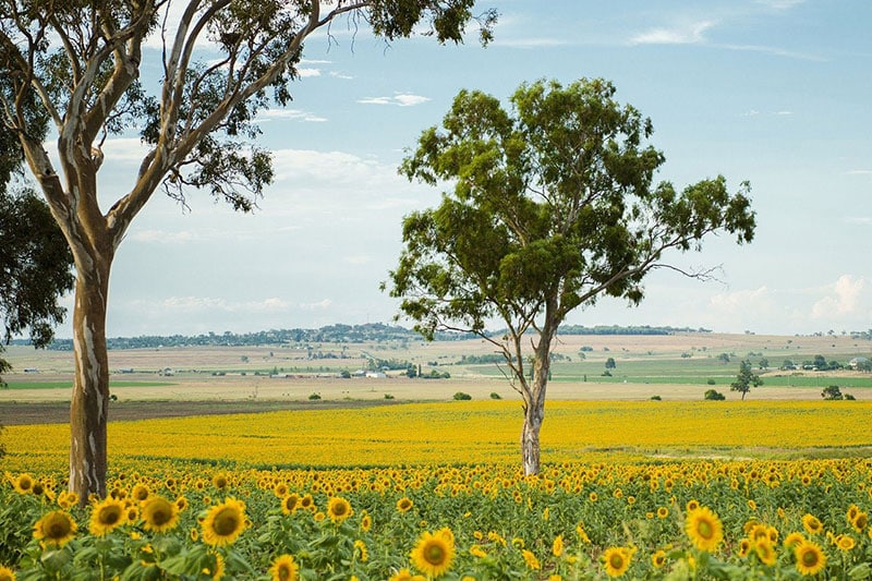 SEO Toowoomba.